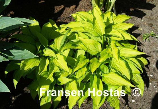 Hosta Twist of Lime